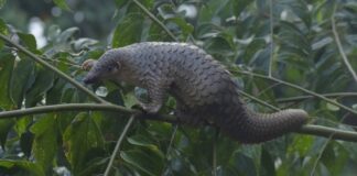 Sunda pangolin on a tree branch in a file photo accompanying coverage of the Laos wildlife trade.