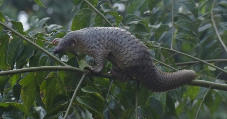 Sunda pangolin on a tree branch in a file photo accompanying coverage of the Laos wildlife trade.