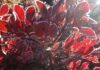 Freeze Warning Set for Parts of Maryland, Virginia Early Sunday Frost outlines red huckleberry leaves, illustrating a Maryland and Virginia freeze warning.