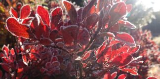 Frost outlines red huckleberry leaves, illustrating a Maryland and Virginia freeze warning.