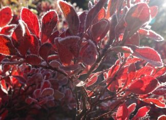 Freeze Warning Set for Parts of Maryland, Virginia Early Sunday Frost outlines red huckleberry leaves, illustrating a Maryland and Virginia freeze warning.