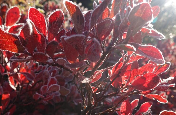 Freeze Warning Set for Parts of Maryland, Virginia Early Sunday Frost outlines red huckleberry leaves, illustrating a Maryland and Virginia freeze warning.