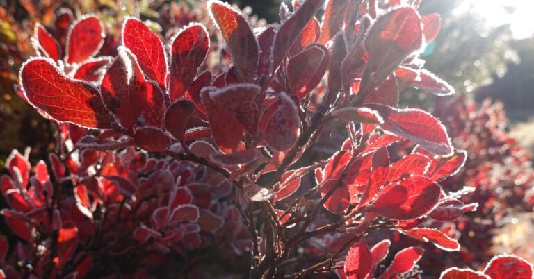 Frost outlines red huckleberry leaves, illustrating a Maryland and Virginia freeze warning.