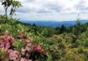 Virginia Announces $52 Million for Helene Recovery, Forest and Trail Repairs Mountain laurel blooms overlooking the mountains of Southwest Virginia.