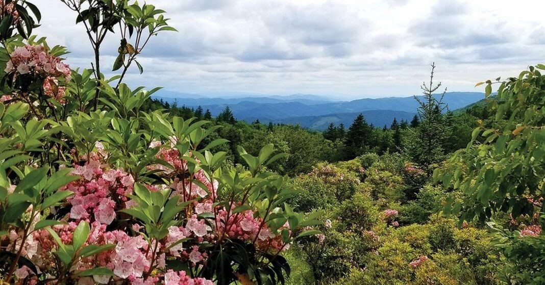 Mountain laurel blooms overlooking the mountains of Southwest Virginia.
