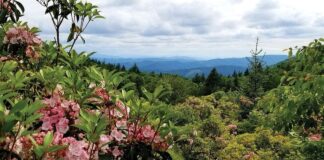 Mountain laurel blooms overlooking the mountains of Southwest Virginia.